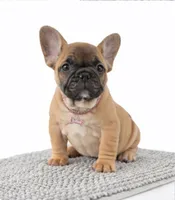 Maxi, a female French Bulldog for sale in Coral Springs, FL – Photo 1 of 6