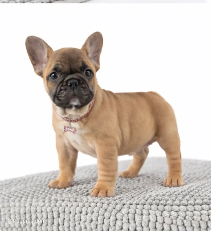 Maxi – French Bulldog puppy for sale in Coral Springs, FL