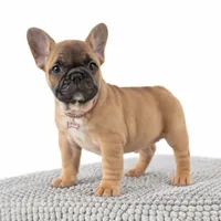 Maxi, a female French Bulldog for sale in Coral Springs, FL – Photo 5 of 6