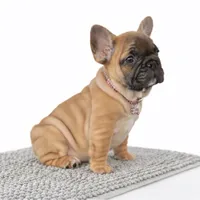 Maxi, a female French Bulldog for sale in Coral Springs, FL – Photo 2 of 6