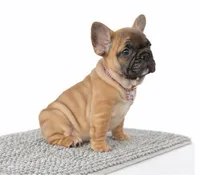 Maxi, a female French Bulldog for sale in Coral Springs, FL – Photo 2 of 6