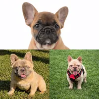 Maxi, a female French Bulldog for sale in Coral Springs, FL – Photo 6 of 6