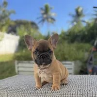 Maxi, a female French Bulldog for sale in Coral Springs, FL – Photo 4 of 6