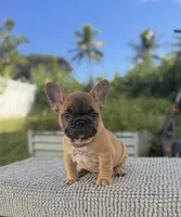 Maxi, a female French Bulldog for sale in Coral Springs, FL – Photo 4 of 6