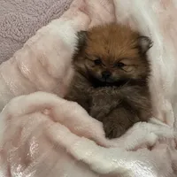 Tiny, a male Pomeranian for sale in Coral Springs, FL – Photo 4 of 6