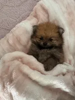 Tiny, a male Pomeranian for sale in Coral Springs, FL – Photo 4 of 5