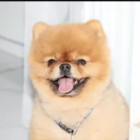 Tiny, a male Pomeranian for sale in Coral Springs, FL – Photo 5 of 6