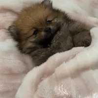 Tiny, a male Pomeranian for sale in Coral Springs, FL – Photo 3 of 6