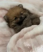 Tiny, a male Pomeranian for sale in Coral Springs, FL – Photo 3 of 5