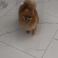 Tiny, a male Pomeranian for sale in Coral Springs, FL – Photo 6 of 6