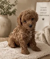 Jay, a male Miniature Goldendoodle for sale in Coral Springs, FL – 1 of 1