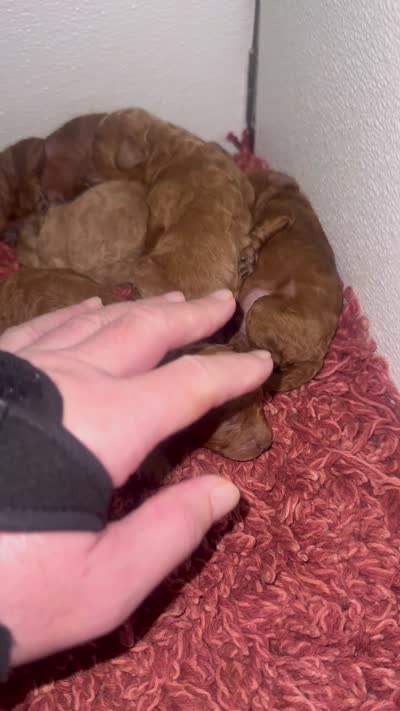 Brandy , a male Poodle - Toy  for sale in Coral Springs, FL – 1 of 1
