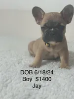 Cristal puppies, a male French Bulldog for sale in Coral Springs, FL – Photo 3 of 10