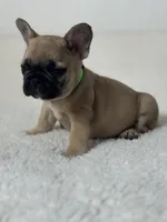 Cristal puppies, a male French Bulldog for sale in Coral Springs, FL – Photo 9 of 10