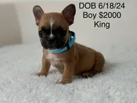 Cristal puppies, a male French Bulldog for sale in Coral Springs, FL – Photo 7 of 10