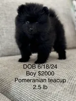 Cristal puppies, a male French Bulldog for sale in Coral Springs, FL – Photo 5 of 10