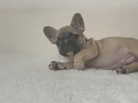 Cristal puppies, a male French Bulldog for sale in Coral Springs, FL – Photo 8 of 10