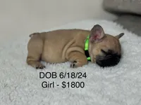 Cristal puppies, a male French Bulldog for sale in Coral Springs, FL – Photo 2 of 10