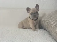 Cristal puppies, a male French Bulldog for sale in Coral Springs, FL – Photo 10 of 10