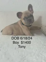 Cristal puppies, a male French Bulldog for sale in Coral Springs, FL – Photo 4 of 10