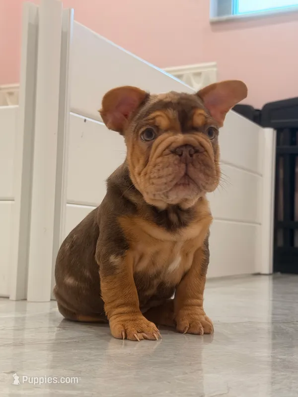 Paco – French Bulldog puppy for sale in Coral Springs, FL
