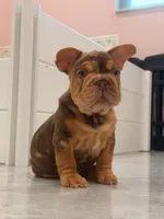 Paco, a male French Bulldog for sale in Coral Springs, FL – 1 of 2