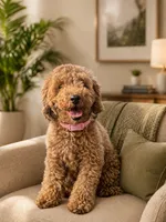 Jay, a male Miniature Goldendoodle for sale in Coral Springs, FL – 5 of 6