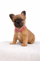 Kay, a female French Bulldog for sale in Coral Springs, FL – Photo 4 of 8