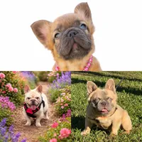 Kay, a female French Bulldog for sale in Coral Springs, FL – Photo 5 of 8