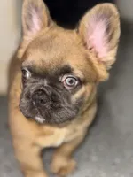 Kay, a female French Bulldog for sale in Coral Springs, FL – Photo 8 of 8