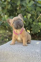 Kay, a female French Bulldog for sale in Coral Springs, FL – Photo 2 of 8