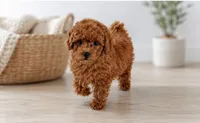 Jay, a male Miniature Goldendoodle for sale in Coral Springs, FL – 3 of 6