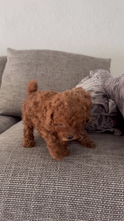 Jay, a male Miniature Goldendoodle for sale in Coral Springs, FL – 6 of 6