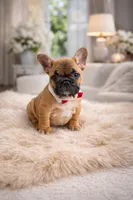 Max, a male French Bulldog for sale in Coral Springs, FL – Photo 1 of 4