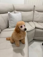 Lola, a female Poodle - Toy  for sale in Coral Springs, FL – 1 of 3