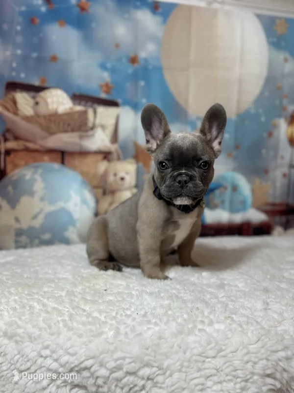 Julio  – French Bulldog puppy for sale in Coral Springs, FL