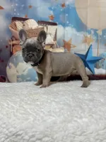 Julio , a male French Bulldog for sale in Coral Springs, FL – Photo 1 of 2