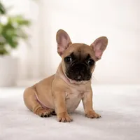 Jay, a male French Bulldog for sale in Coral Springs, FL – Photo 3 of 7