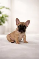 Jay, a male French Bulldog for sale in Coral Springs, FL – Photo 1 of 5