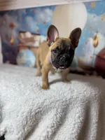Jay, a male French Bulldog for sale in Coral Springs, FL – Photo 2 of 7