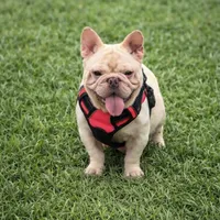 Jay, a male French Bulldog for sale in Coral Springs, FL – Photo 6 of 7