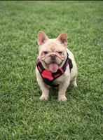 Jay, a male French Bulldog for sale in Coral Springs, FL – Photo 4 of 5