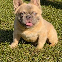 Jay, a male French Bulldog for sale in Coral Springs, FL – Photo 7 of 7