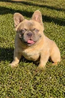 Jay, a male French Bulldog for sale in Coral Springs, FL – Photo 5 of 5
