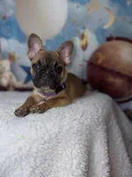 Jay, a male French Bulldog for sale in Coral Springs, FL – Photo 1 of 7