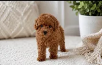 Jay, a male Miniature Goldendoodle for sale in Coral Springs, FL – 1 of 6