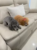 Lola, a female Poodle - Toy  for sale in Coral Springs, FL – 2 of 3