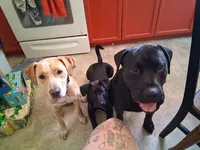Kimberly , a female Dalmatian and Labrador Retriever for sale in Greenwood, WI – 2 of 2