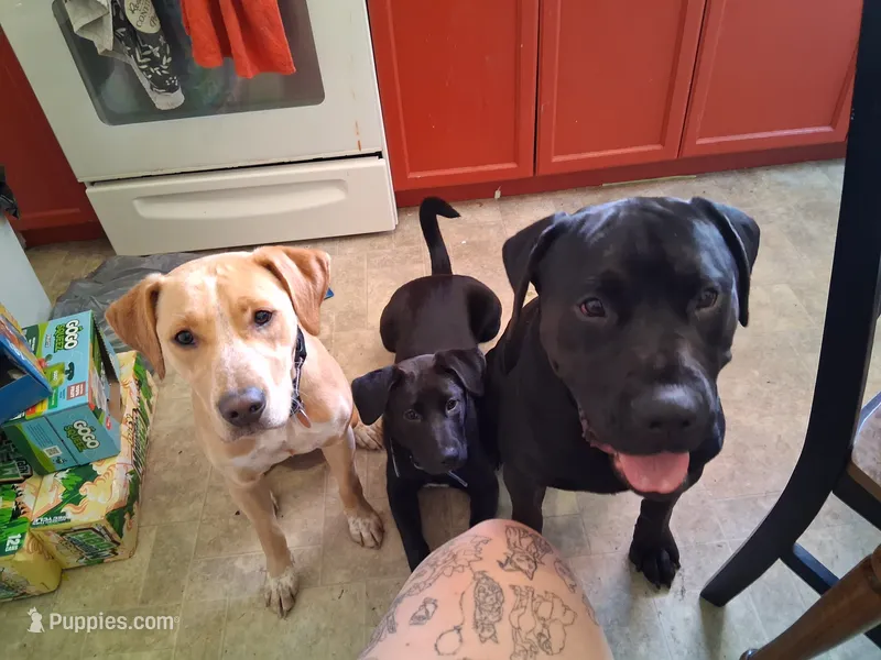 Midnight – Shiba Inu, Labrador Retriever puppy for sale in Greenwood, WI
