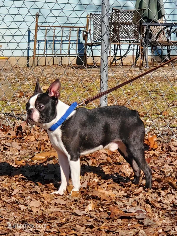 Grim Romania  Import